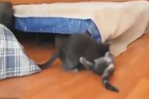 Трусливые кошки