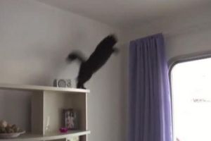 У кота опасное задание