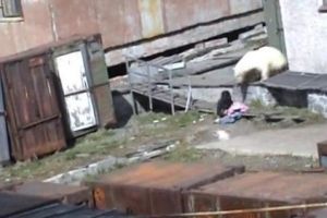 Пьяная женщина испугалась медведя