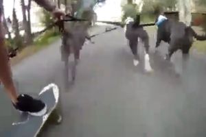 Прогулка с собаками по городу