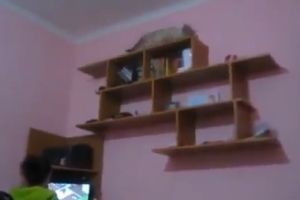 Правильная кошка