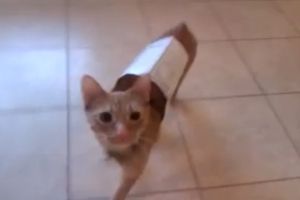 Кот супергерой быстро одевает свой супер костюм