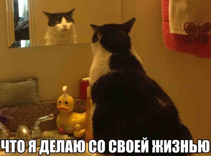 Веселая подборка фотоприколов и просто классных фото