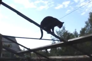 Как кот сходил на рыбалку