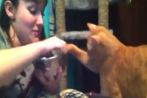 Наглые котейки