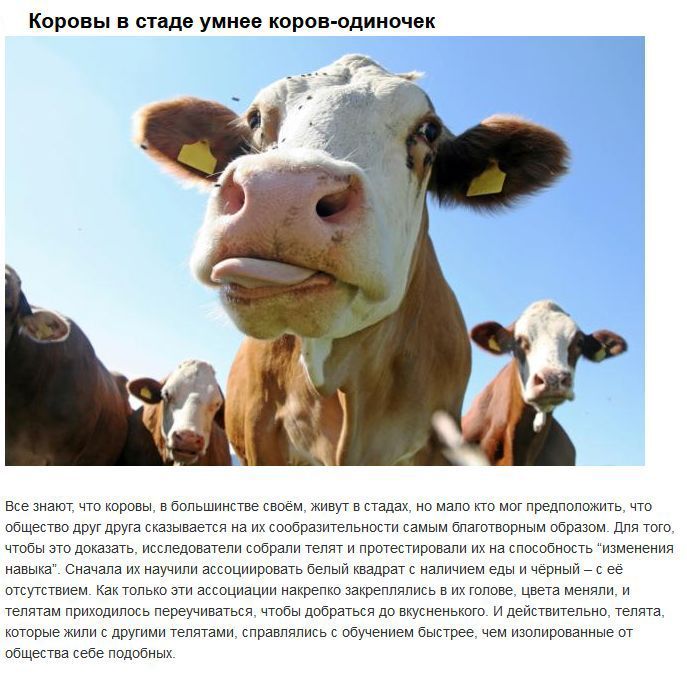 Социальная жизнь диких животных