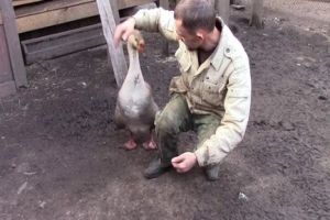 Забавный ручной гусь