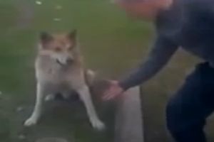 Пес пожал руку