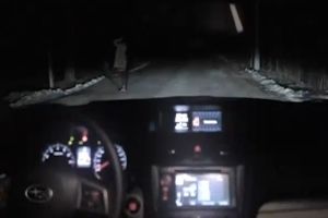 Современные собаки умеют угонять машины