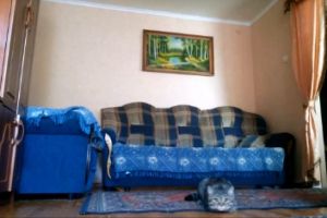 Кот сделал сальто
