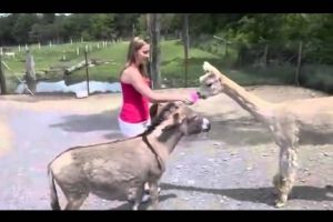 Осел ревнует девушку