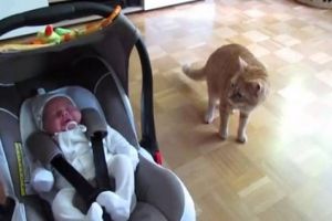 Котэ впервые видит ребенка