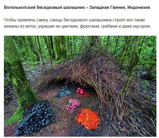 Удивительные жилища
