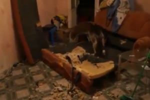 Что делают Хаски, когда хозяин на работе
