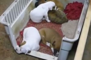 Щенки засыпают под свою любимую песню