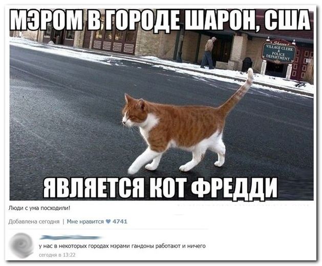 Смешные комментарии из социальных сетей