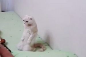 Кот тот еще патриот