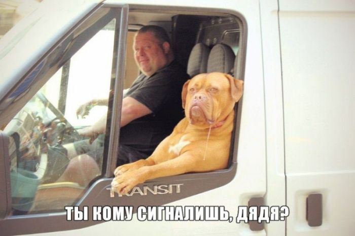 Автоприколы