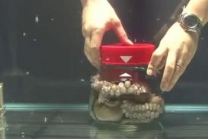 Может ли осьминог выбраться с банки