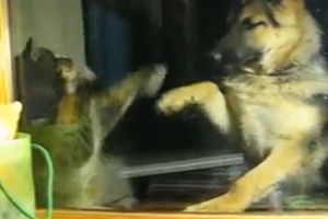 Конфликт между котом и собакой