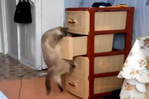 Кошачье любпытство