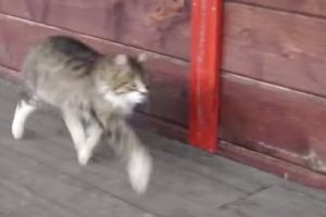 Кот-лошадка