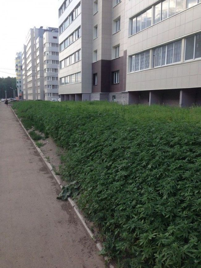 Перепутали семена для клумбы