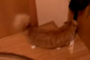 Злая котейка