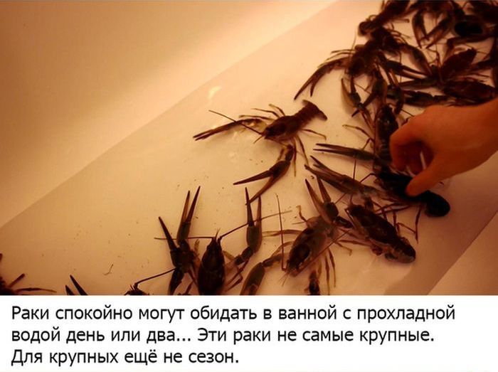 Как правильно сварить раков