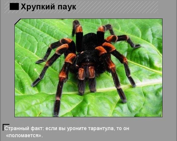 Интересные факты о животных