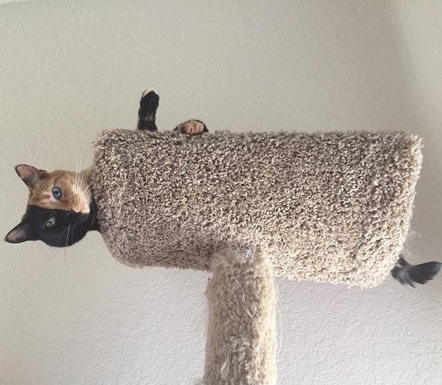 Кошка с двумя лицами