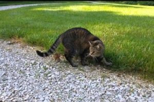 Бурундук, который смог унизить кота