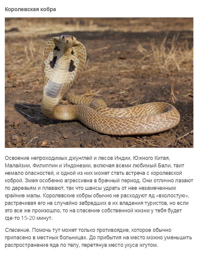 Самые опасные африканские монстры