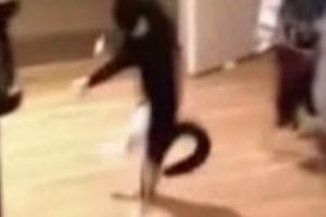 Танцующий котэ остался сам в доме