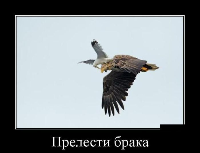 Сборник демотивационных приколов