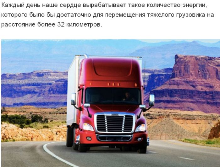 Интересные факты о человеческом сердце