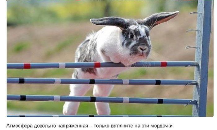 Интересные факты о животных