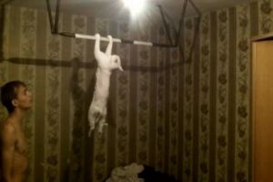 Кот, который любит заниматься на турнике
