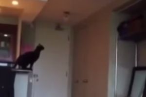 Неудачные прыжки котеек