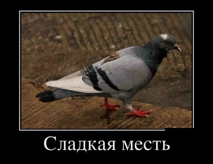 Сборник демотивационных приколов