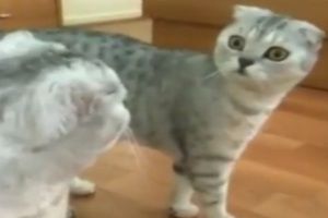 Кот испугался своего отображения