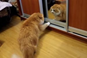 Котейки в ярости