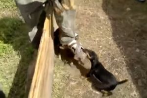 Злые щенки напали на человека