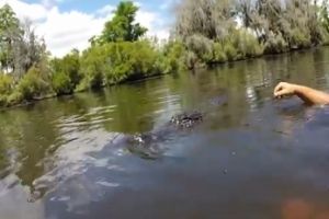 Толи он вырос с крокодилами, толи он безумец