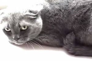 Одержимые коты