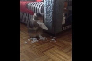 Кот мстит салфетке