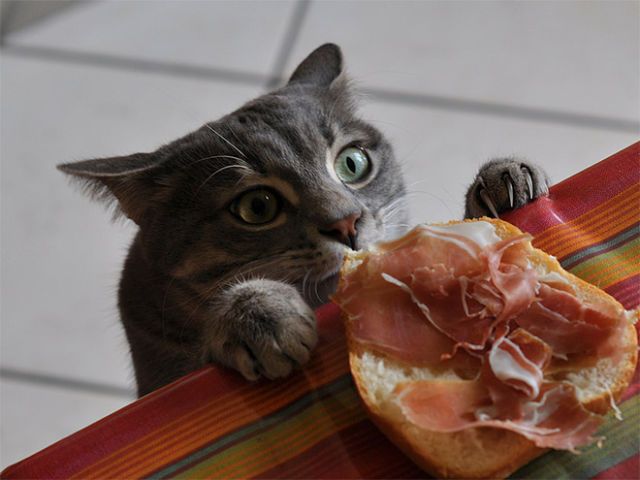 Милые воришки