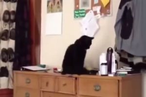 Видео приколы за неделю