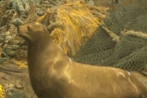 Сивуч поселился на палубе