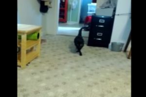 Кошка с модной походкой